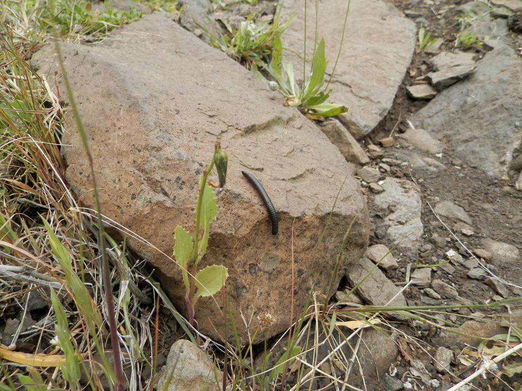Wanderung von Arure nach  El Cercado, Calera